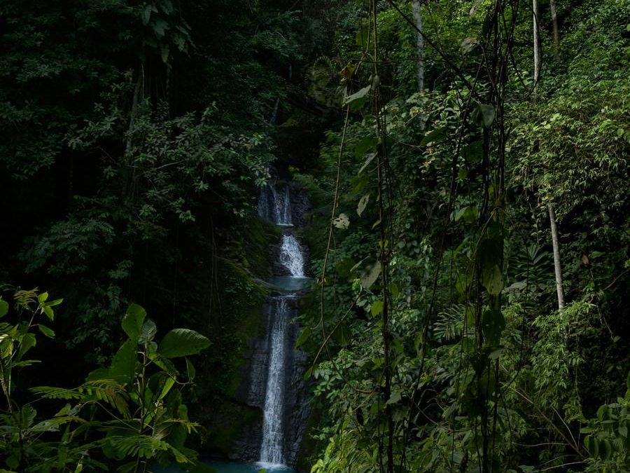 21 de marzo: Un llamado urgente a la acción por la salud de nuestros bosques