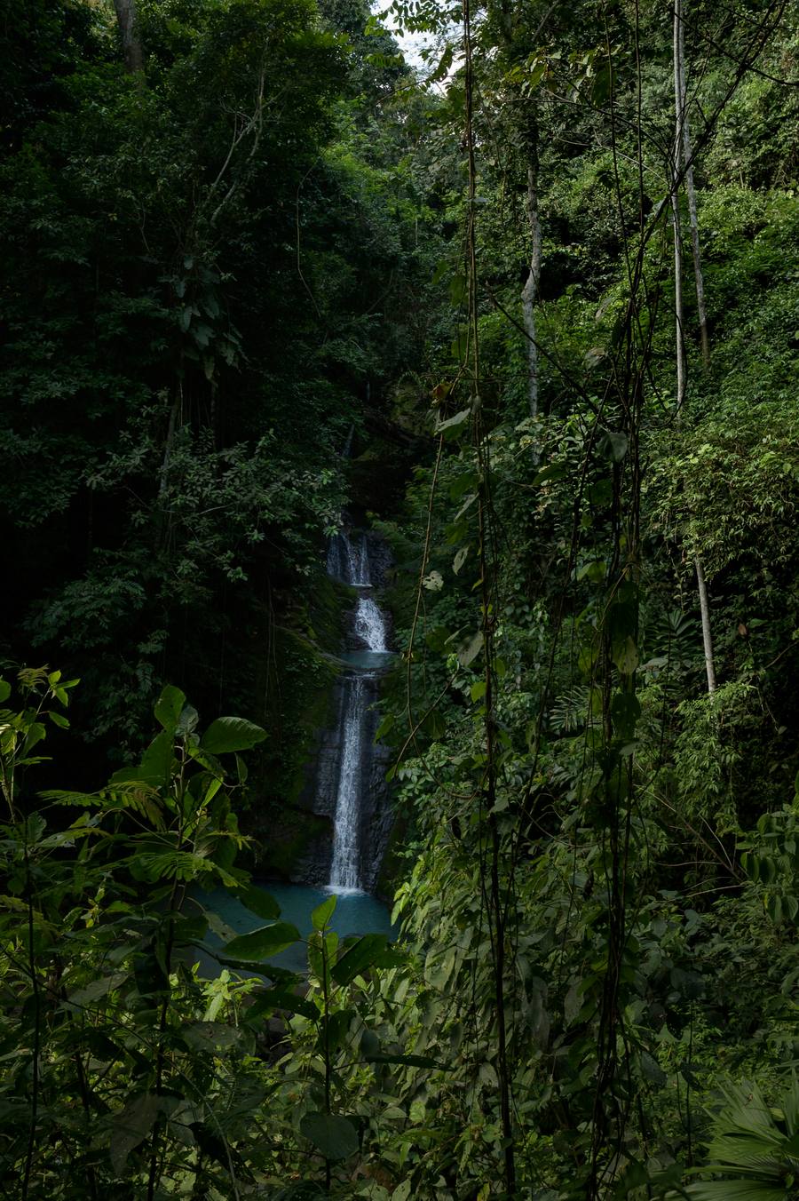 21_de_marzo_un_llamado_urgente_a_la_accion_por_la_salud_de_nuestros_bosque