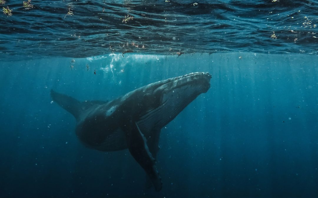 Día Mundial de las Ballenas y los Delfines: ONG piden reforzar la protección de los mamíferos marinos